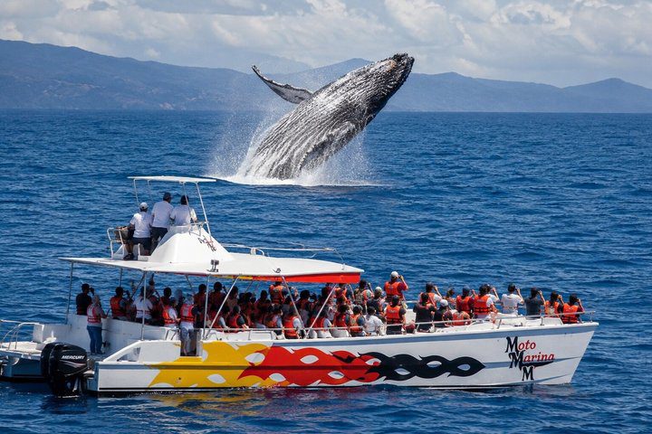 Samaná Whale Watching Bacardi Island Full Day Tour